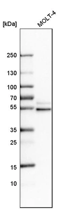 Western blot analysis in human cell line MOLT-4.