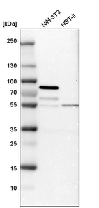 Western blot analysis in mouse cell line NIH-3T3 and rat cell line NBT-II.
