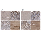 Anti-COBL Antibody