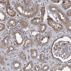 Immunohistochemical staining of human cerebral cortex using Anti-COBL antibody HPA019167.