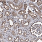 Immunohistochemical staining of human cerebral cortex using Anti-COBL antibody HPA019167.