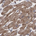 Immunohistochemical staining of human heart muscle using Anti-COBL antibody HPA019167.