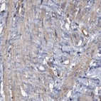 Immunohistochemical staining of human smooth muscle using Anti-COBL antibody HPA019167.