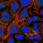 Immunofluorescent staining of human cell line CACO-2 shows localization to nucleoplasm & cell junctions.