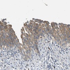 Anti-TMEM68 Antibody