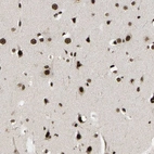 Immunohistochemical staining of human cerebral cortex shows moderate to strong nuclear positivity in neurons.