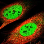 Immunofluorescent staining of human cell line U-2 OS shows localization to nucleoplasm.