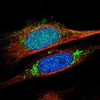 Immunofluorescent staining of human cell line U-2 OS shows localization to nucleus & mitochondria.