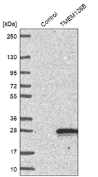Western blot analysis in control (vector only transfected HEK293T lysate) and TMEM126B over-expression lysate (Co-expressed with a C-terminal myc-DDK tag (~3.1 kDa) in mammalian HEK293T cells, LY413019).