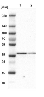 Lane 1: NIH-3T3 cell lysate (Mouse embryonic fibroblast cells)_br/_Lane 2: NBT-II cell lysate (Rat Wistar bladder tumour cells)