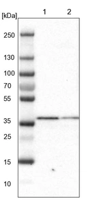 Lane 1: NIH-3T3 cell lysate (Mouse embryonic fibroblast cells)_br/_Lane 2: NBT-II cell lysate (Rat Wistar bladder tumour cells)