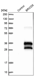 Western blot analysis in control (vector only transfected HEK293T lysate) and BRICD5 over-expression lysate (Co-expressed with a C-terminal myc-DDK tag (~3.1 kDa) in mammalian HEK293T cells, LY405486).