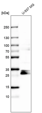 Western blot analysis in human cell line U-937 MG.