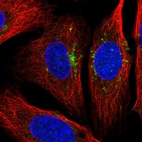 Immunofluorescent staining of human cell line U-2 OS shows localization to vesicles.