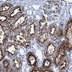Immunohistochemical staining of human kidney shows moderate to strong positivity in apical membranes in cells in tubules.