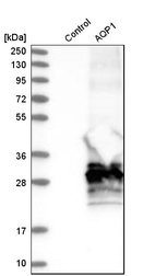 Western blot analysis in control (vector only transfected HEK293T lysate) and aQP1 over-expression lysate (Co-expressed with a C-terminal myc-DDK tag (~3.1 kDa) in mammalian HEK293T cells, LY403670).