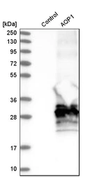 Western blot analysis in control (vector only transfected HEK293T lysate) and aQP1 over-expression lysate (Co-expressed with a C-terminal myc-DDK tag (~3.1 kDa) in mammalian HEK293T cells, LY403670).