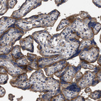 Anti-BTN2A1 Antibody