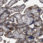 Anti-BTN2A1 Antibody