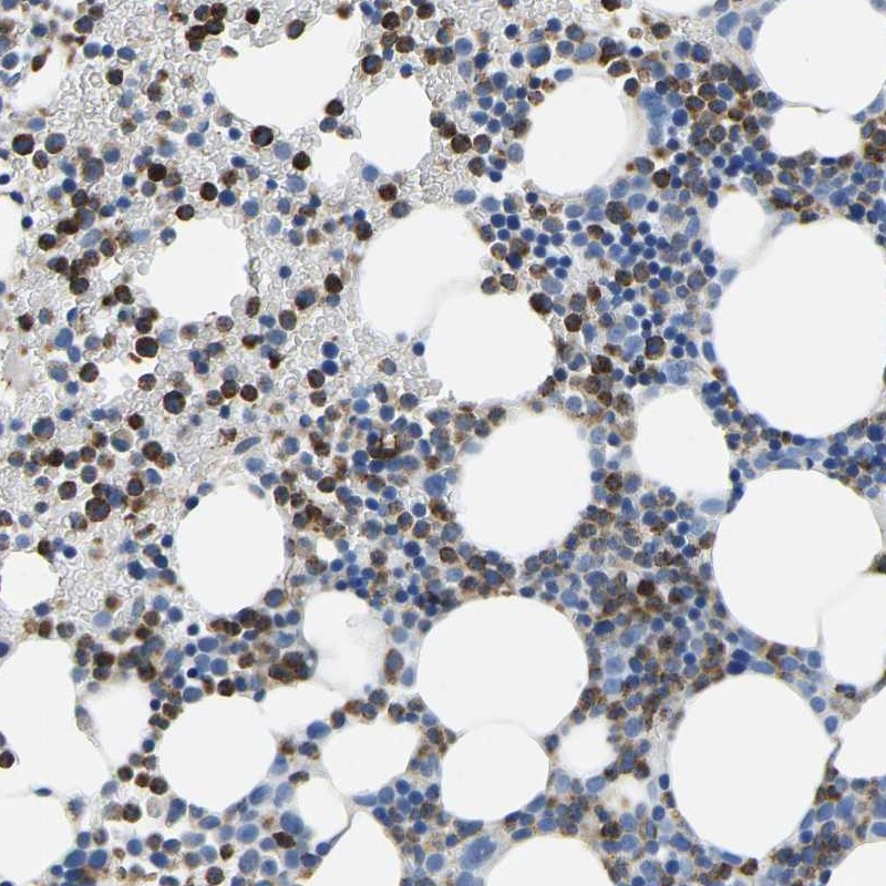 Anti-MS4A3 Antibody