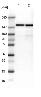Lane 1: NIH-3T3 cell lysate (Mouse embryonic fibroblast cells)_br/_Lane 2: NBT-II cell lysate (Rat Wistar bladder tumour cells)