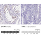 Anti-SPATA4 Antibody