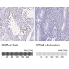 Anti-SPATA4 Antibody