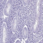 Anti-SPATA4 Antibody