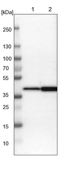 Lane 1: NIH-3T3 cell lysate (Mouse embryonic fibroblast cells)_br/_Lane 2: NBT-II cell lysate (Rat Wistar bladder tumour cells)