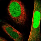 Immunofluorescent staining of human cell line U-2 OS shows localization to nucleoplasm.