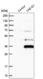 Western blot analysis in control (vector only transfected HEK293T lysate) and YAE1D1 over-expression lysate (Co-expressed with a C-terminal myc-DDK tag (~3.1 kDa) in mammalian HEK293T cells, LY412614).