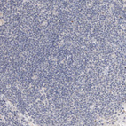 Immunohistochemical staining of human lymph node shows no positivity as expected.