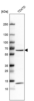 Western blot analysis in human cell line TD47D.