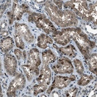 Anti-ACTL9 Antibody