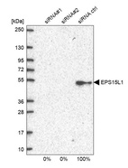 Anti-EPS15L1 Antibody