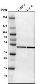 Western blot analysis in mouse cell line NIH-3T3 and rat cell line NBT-II.