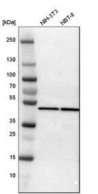 Anti-PSMC2 Antibody