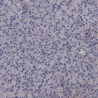 Immunohistochemical staining of human pancreas shows no positivity in exocrine glandular cells as expected.