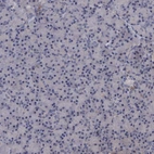 Immunohistochemical staining of human pancreas shows no positivity in exocrine glandular cells as expected.