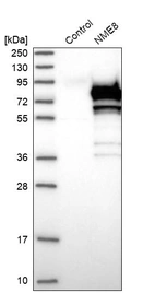Western blot analysis in control (vector only transfected HEK293T lysate) and NME8 over-expression lysate (Co-expressed with a C-terminal myc-DDK tag (~3.1 kDa) in mammalian HEK293T cells, LY413869).