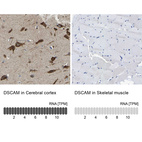 Anti-DSCAM Antibody