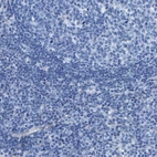 Immunohistochemical staining of human lymph node shows no positivity in non-germinal center cells as expected.