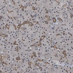 Anti-FAM219A Antibody