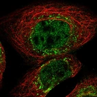 Immunofluorescent staining of human cell line A-431 shows localization to nucleoplasm, the Golgi apparatus & vesicles.