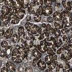 Immunohistochemical staining of human stomach shows strong membranous positivity in glandular cells.