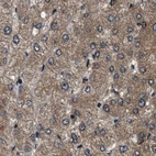 Immunohistochemical staining of human liver using Anti-PPWD1 antibody HPA019353.