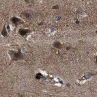 Immunohistochemical staining of human cerebral cortex using Anti-PPWD1 antibody HPA019353.