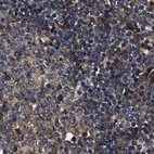 Immunohistochemical staining of human lymph node using Anti-PPWD1 antibody HPA019353.