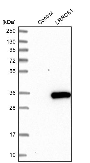 Rabbit Polyclonal Anti-LRRC61 Antibody - Buy for research - Highly ...