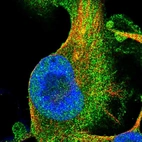 Immunofluorescent staining of human cell line U-251 MG shows localization to plasma membrane & cytosol.